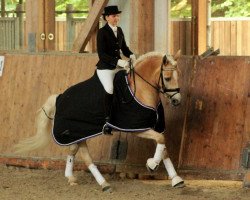 Dressurpferd Sunshine Surprise (Haflinger, 2002, von Nastral)