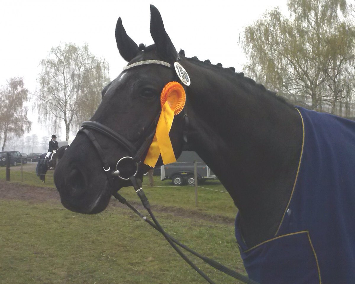 Dressurpferd Idefix (Hannoveraner, 2006, von Wikinger M)