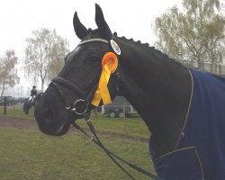 dressage horse Idefix (Hanoverian, 2006, from Wikinger M)