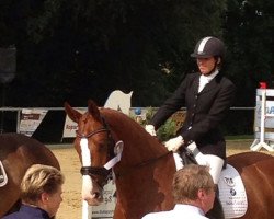 dressage horse Stradivari K (Hanoverian, 2008, from San Remo)