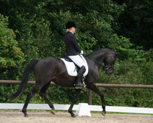 dressage horse Lady Hill (Hanoverian, 2010, from Lauries Crusador xx)