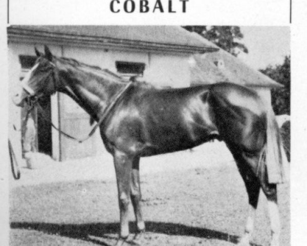 Deckhengst Cobalt xx (Englisches Vollblut, 1950, von Téléférique xx)