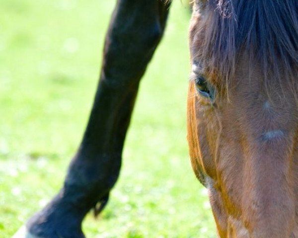 Dressurpferd Gracious Beauty (Bayer, 2007, von Montepiano I)