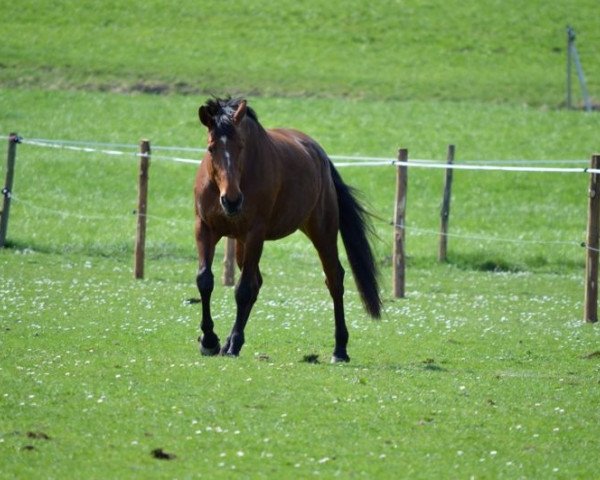 broodmare Galatea (Oldenburg, 2000, from Helikon xx)