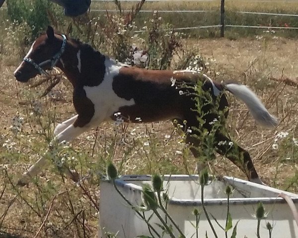 broodmare Miyuki (German Riding Pony, 2014, from Steendieks Mc Laren)