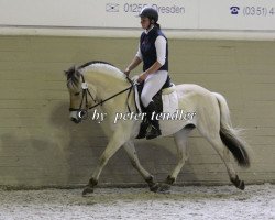 broodmare Laila (Fjord Horse, 2008, from Hover)