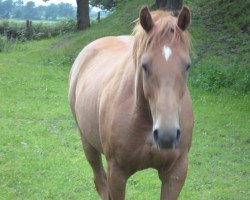 horse Bailey on Ice (Noble Warmblood, 2004)