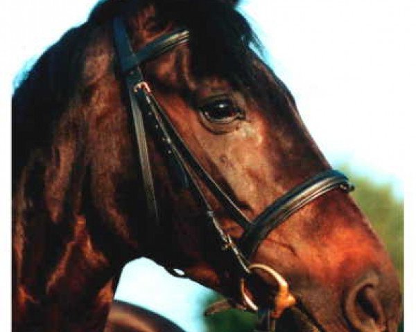 horse Insterfunke (Trakehner, 1989, from Feuertänzer xx)