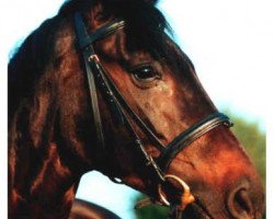 horse Insterfunke (Trakehner, 1989, from Feuertänzer xx)