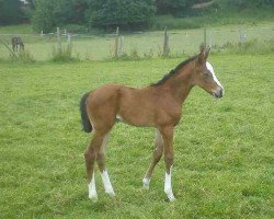 horse Isabella (Hanoverian, 2014, from Ibisco xx)