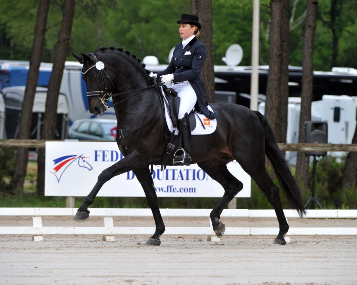 stallion Rubinio NRW (Westphalian, 2003, from Rubin Royal OLD)