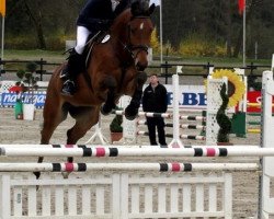 dressage horse Celentano 48 (Westphalian, 2008, from Cordobes I)