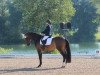 dressage horse Chiara 329 (Hanoverian, 2009, from Conteur)