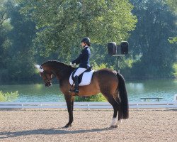 dressage horse Chiara 329 (Hanoverian, 2009, from Conteur)