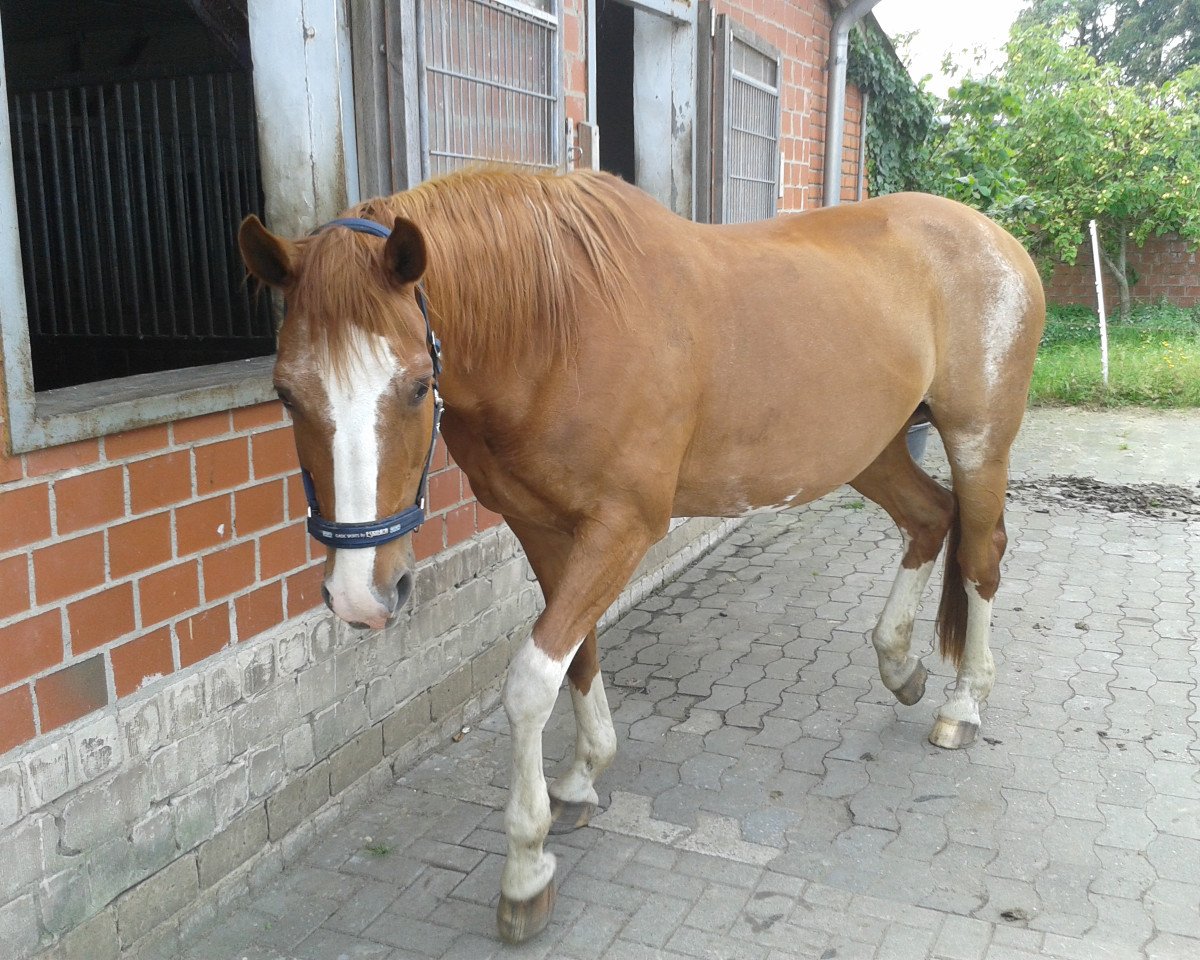 horse Zafira D (Oldenburg, 1995, from Zapateado 128 FIN)