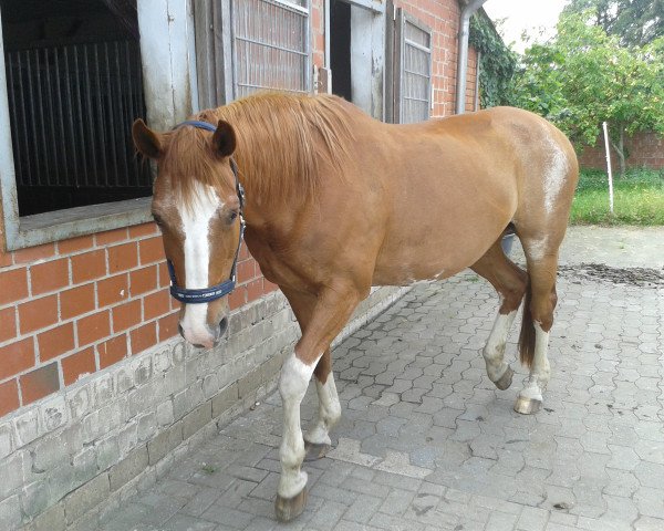 Pferd Zafira D (Oldenburger, 1995, von Zapateado 128 FIN)