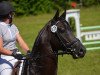 dressage horse Casino Royal 10 (Bavarian, 2005, from Conteur)