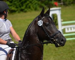 dressage horse Casino Royal 10 (Bavarian, 2005, from Conteur)