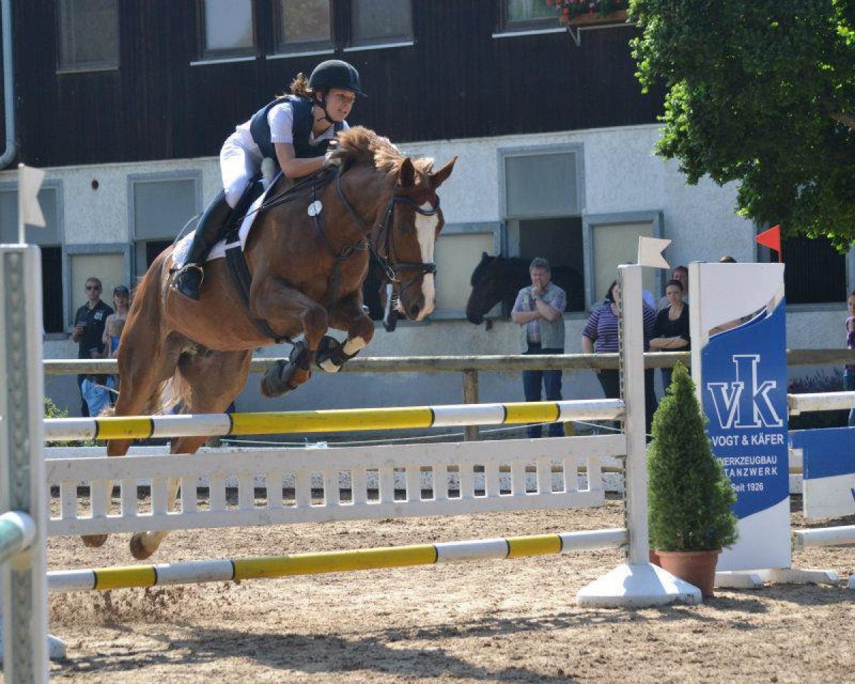 jumper Django (Hanoverian, 2005, from Don Papas)