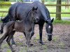 dressage horse Floris (Westphalian, 2014, from For Romance I)