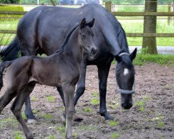 Dressurpferd Floris (Westfale, 2014, von For Romance I)