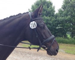 horse Village Boy (Trakehner, 2000, from Elkadi II)