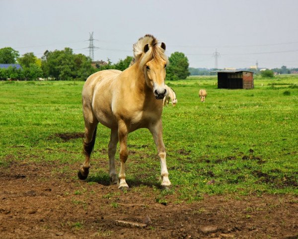 horse Herkules (Fjord Horse, 2010, from Herko)