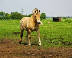 horse Herkules (Fjord Horse, 2010, from Herko)