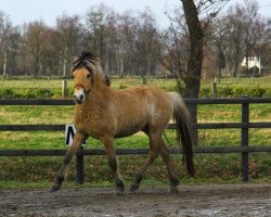 horse Cornell (Fjord Horse, 2012, from Catago)