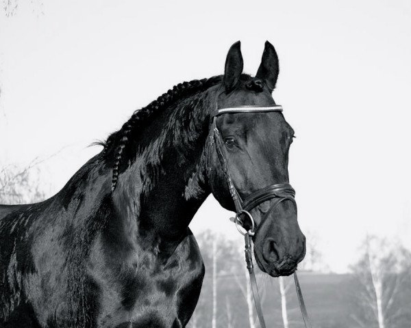 dressage horse Ramiro 330 (Friese, 2003, from Jasper 336 P)
