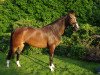 broodmare Diamond Lisa (Westphalian, 2007, from Diamond Hit)