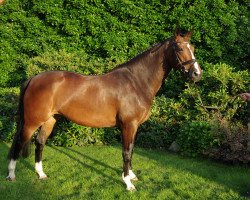 broodmare Diamond Lisa (Westphalian, 2007, from Diamond Hit)