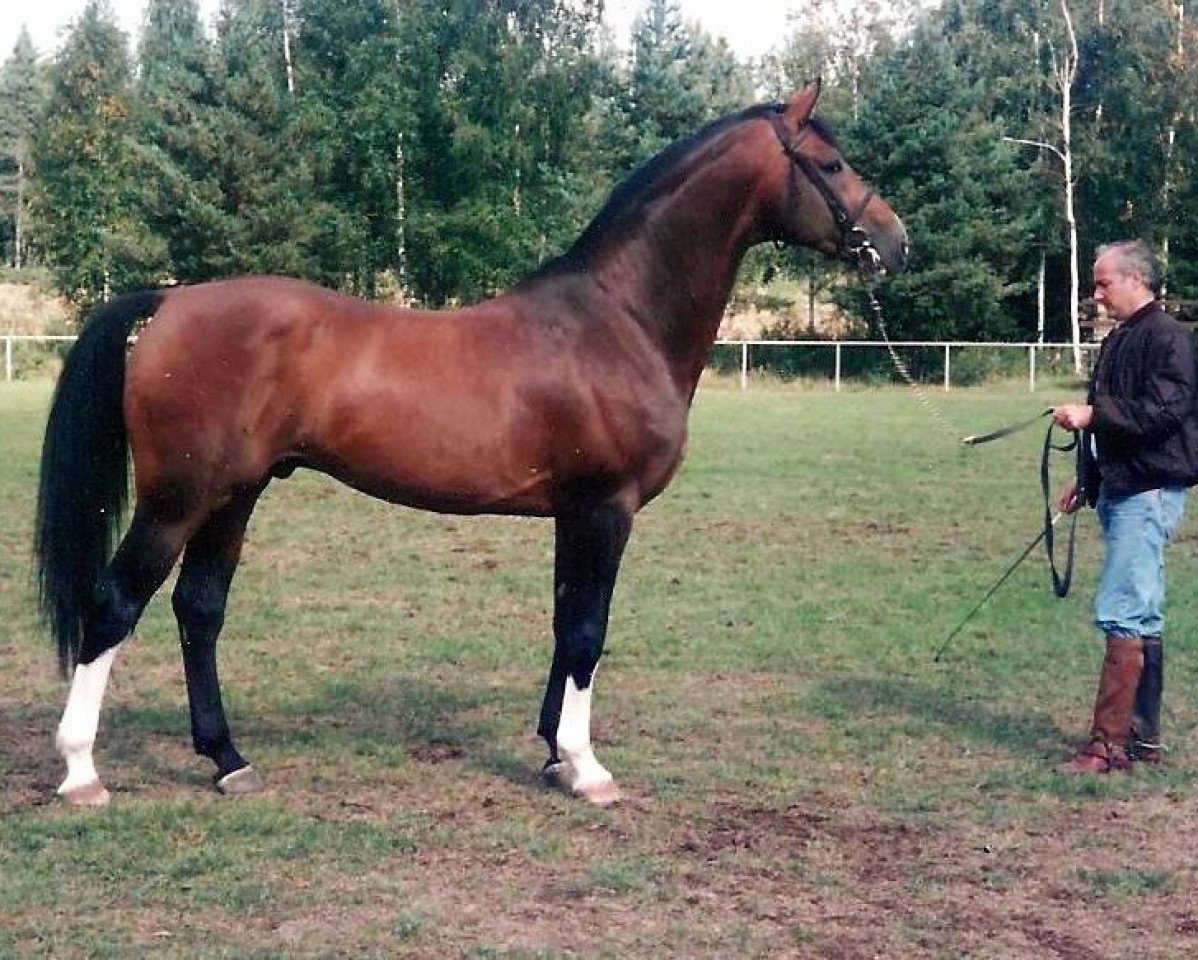 stallion Chess (Swedish Warmblood, 1988, from Cortez)