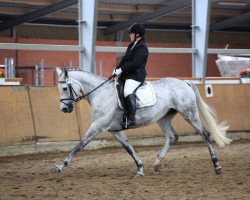 dressage horse Peppi 25 (Westphalian, 2004, from Popcorn)