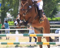 jumper Giggolo 19 (KWPN (Royal Dutch Sporthorse), 2005, from Montreal)