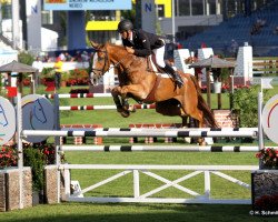 horse Nereo (Spanish Sport Horse, 2000, from Fines xx)