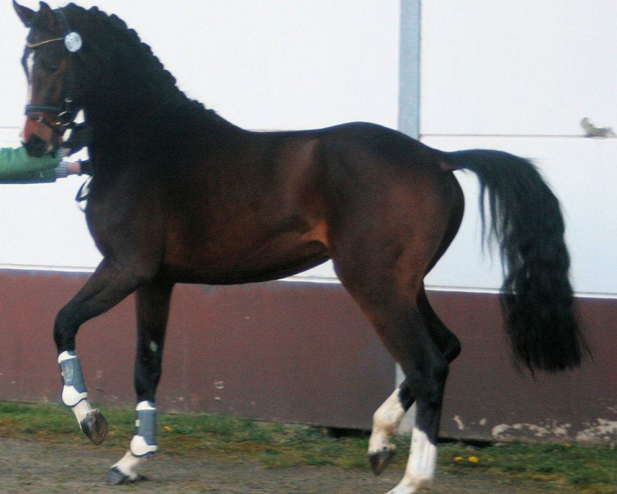 Springpferd Cancara 15 (Zweibrücker, 2011, von DSP Con Spirit)