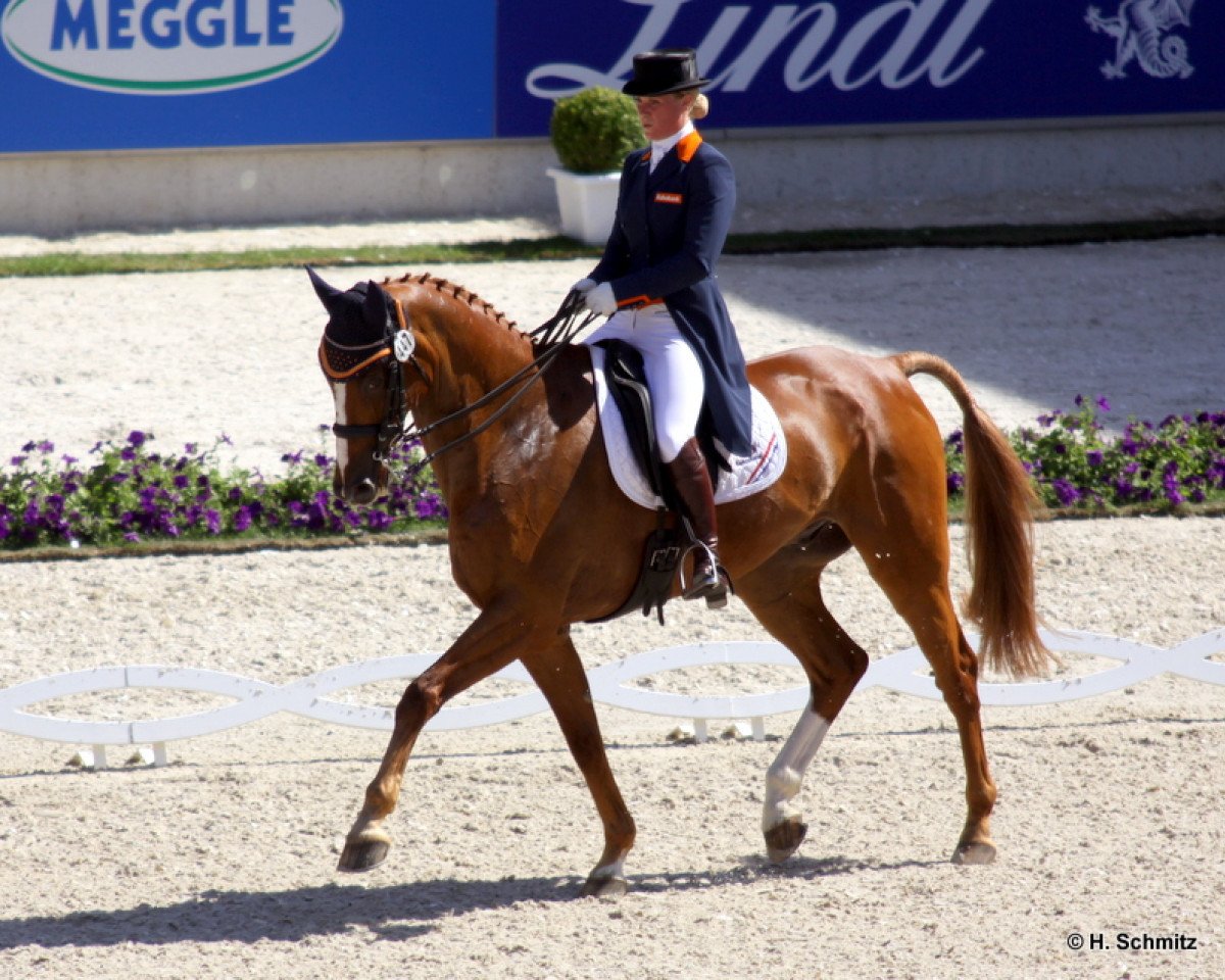 Springpferd Undercover 16 (KWPN (Niederländisches Warmblut), 2001, von Fundy du Mont)