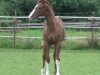 dressage horse Safe and Sound (Rhinelander, 2014, from Sir Donnerhall I)