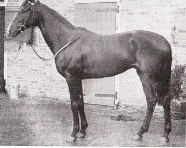 stallion Grandmaster xx (Thoroughbred, 1942, from Atout Maitre xx)