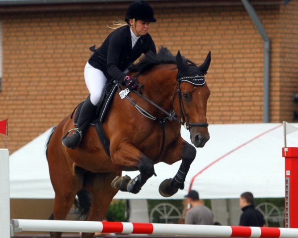 Springpferd Con Cedon (Schweizer Warmblut, 2004, von Con Spirito R)