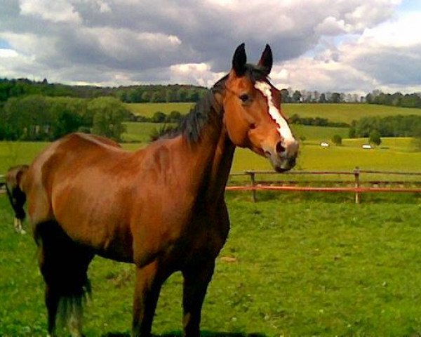 broodmare Ambition (Mecklenburg, 1995, from Abrax)