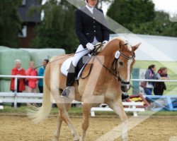 dressage horse Nils 110 (Haflinger, 2005, from Nokia)