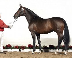 dressage horse Sir Donnerhalls Son (Oldenburg, 2008, from Sir Donnerhall I)