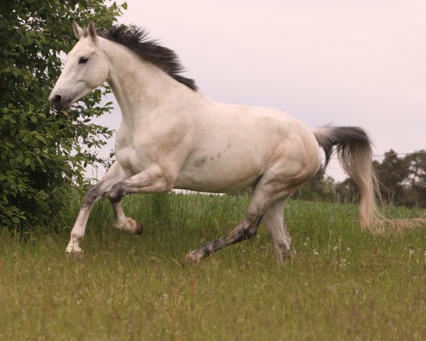 Dressurpferd Cappuccina 12 (Koninklijk Warmbloed Paardenstamboek Nederland (KWPN), 2005, von Cavalier)
