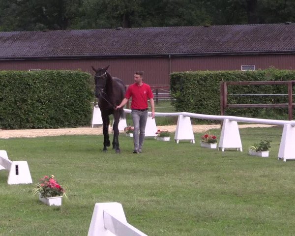 Stutenleistungsprüfung Münster-Handorf 2021