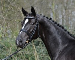 dressage horse It's Pretty (Oldenburg, 2008, from Hotline)