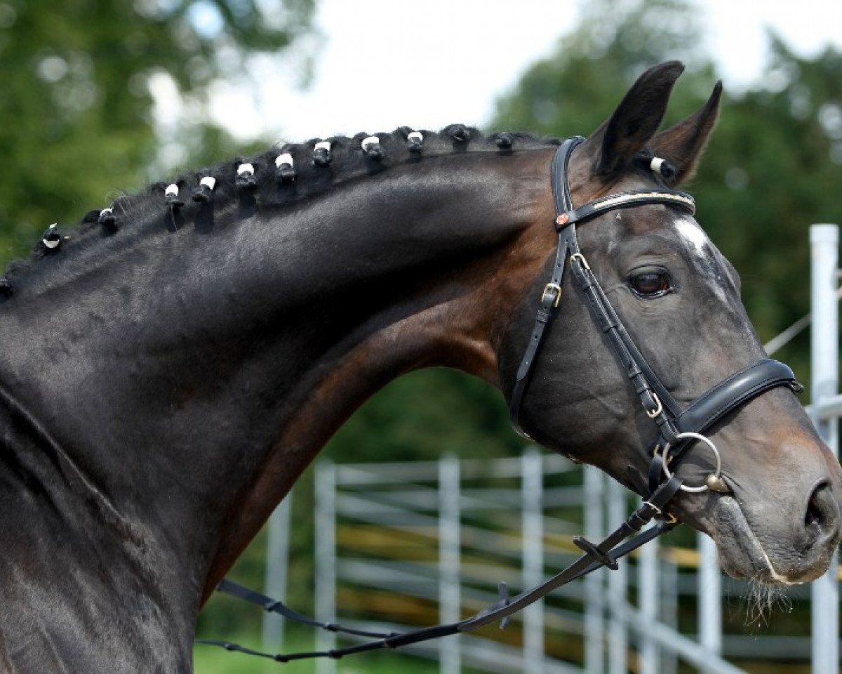stallion Shamrock (Oldenburg, 1994, from Sandro Song)