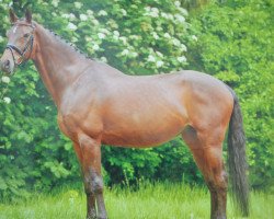 broodmare Calida (Holsteiner, 1996, from Carpaccio)