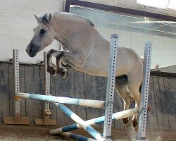 Zuchtstute Girly Grey (Fjordpferd, 2009, von Kelvin)